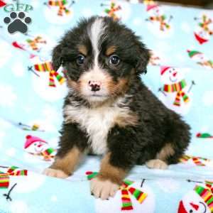 Rae, Bernedoodle Puppy